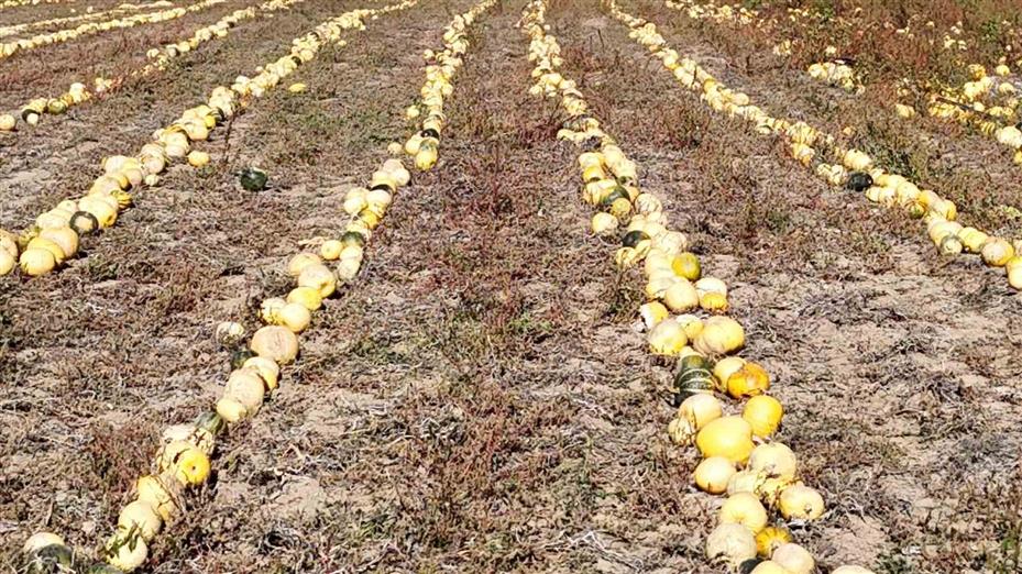 Nevşehir’de çerezlik kabak çekirdeği hasadı yapıldı