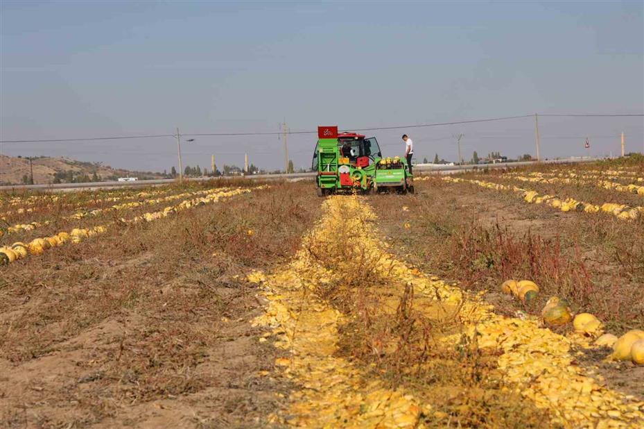 Nevşehir’de çerezlik kabak çekirdeği hasadı yapıldı