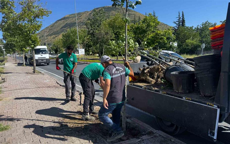 Ömrünü tamamlayan ağaçların yerine yenileri dikiliyor