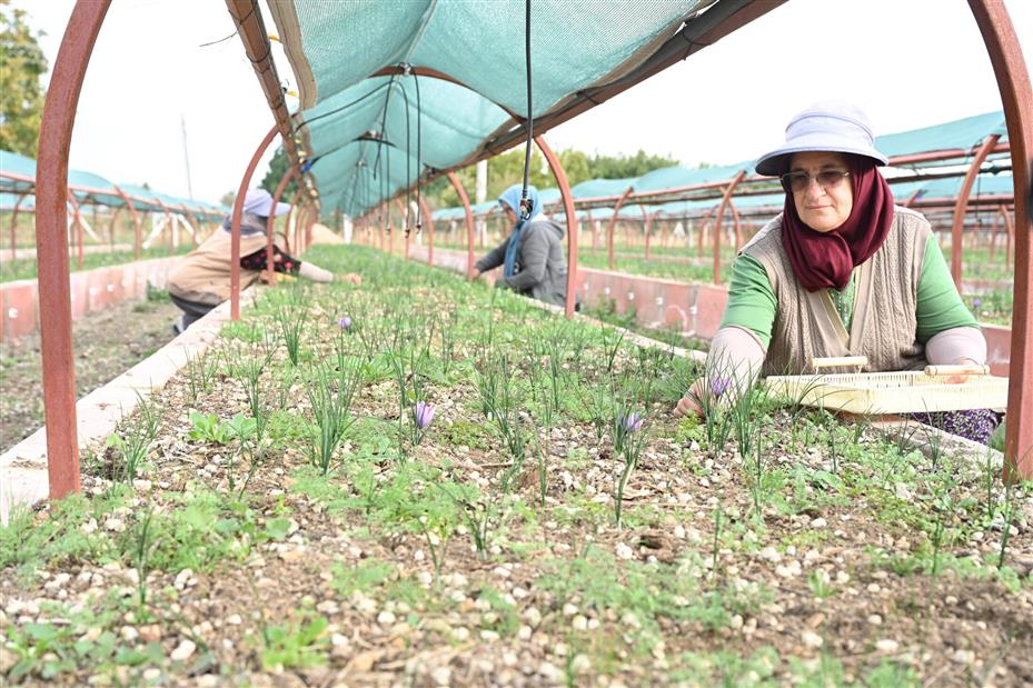 Konya’da Safran Hasadı Başladı: Alternatif Tarımsal Üretime Yeni Örnek
