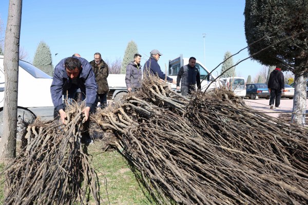 Başkan Altay “23 Bin 500 Adet Fidanı Çiftçimize Ulaştıracağız”