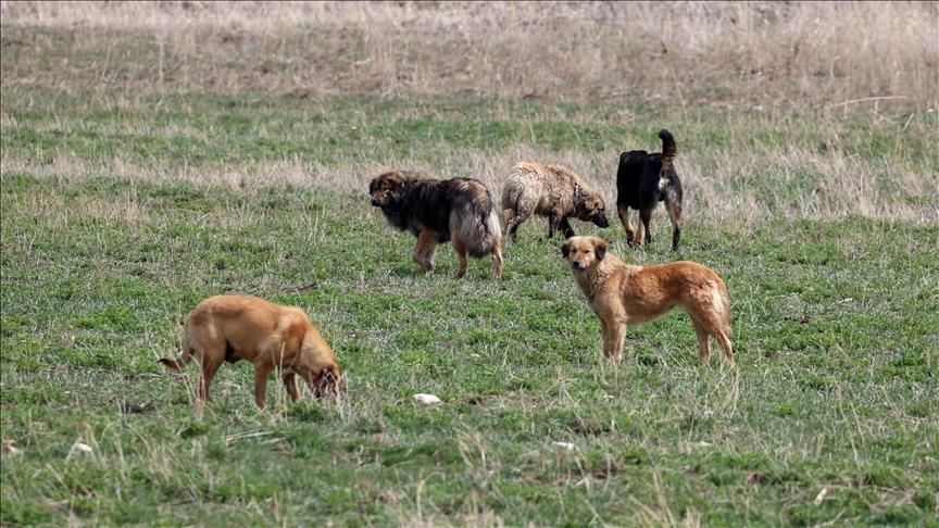 Yaşlı kadın sahipsiz köpeklerin saldırısından son anda kurtuldu