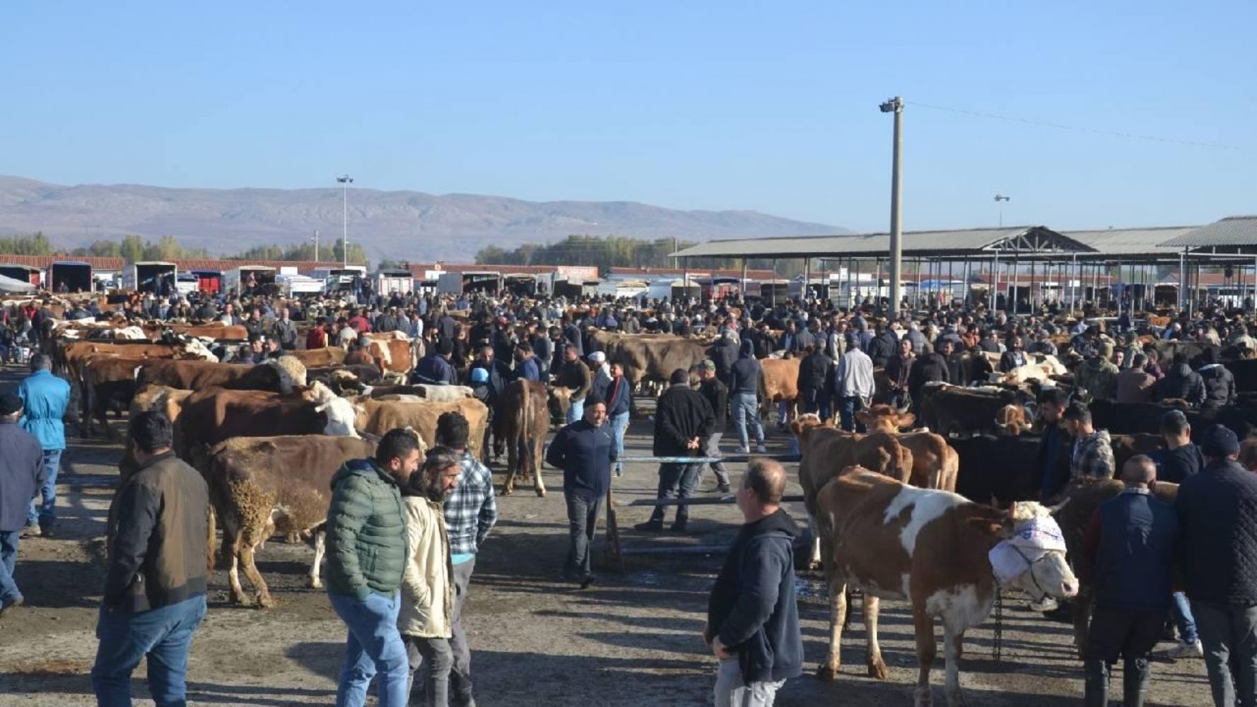 Şarkışla Hayvan Pazarı yeniden açılacak