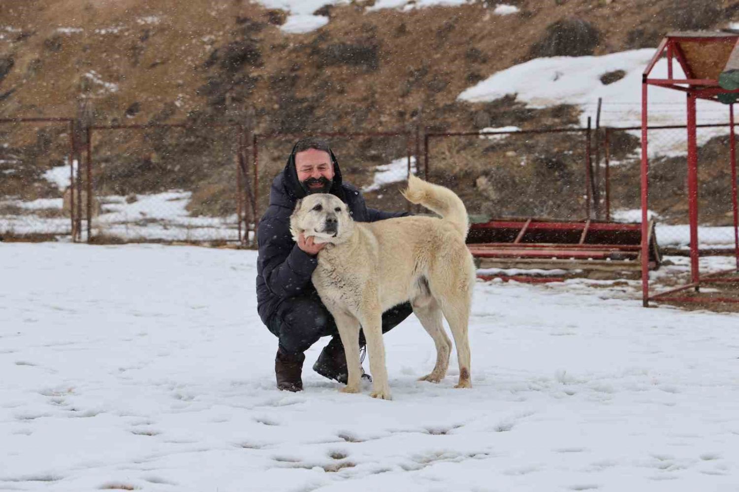 Anadolu aslanları soğukta tedavi, sıcakta ise depresif oluyor