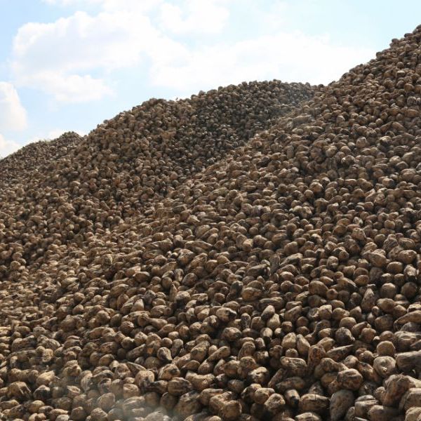 Konya Şeker'de Kampanya Sezonu Sona Erdi: 496 Bin Ton Şeker Üretildi