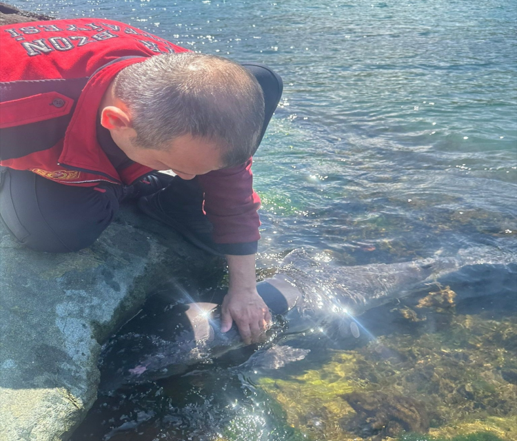 Trabzon'da yarali bulunan yunus yavrusu tedavisinin ardindan denize birakildiDuygu Avunduk